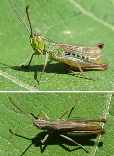 Réf. 261 110 : Pseudochorthippus parallelus parallelus